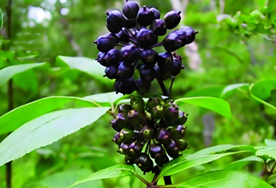 Eleuthero Extract