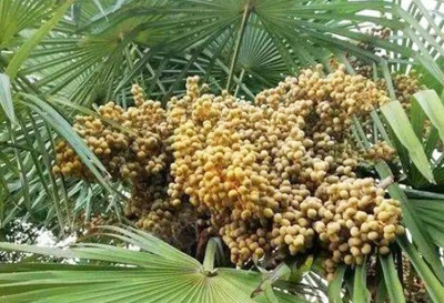 saw palmetto extract