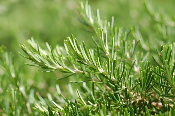 Rosemary Extract