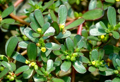 Bacopa Monnieri Extract